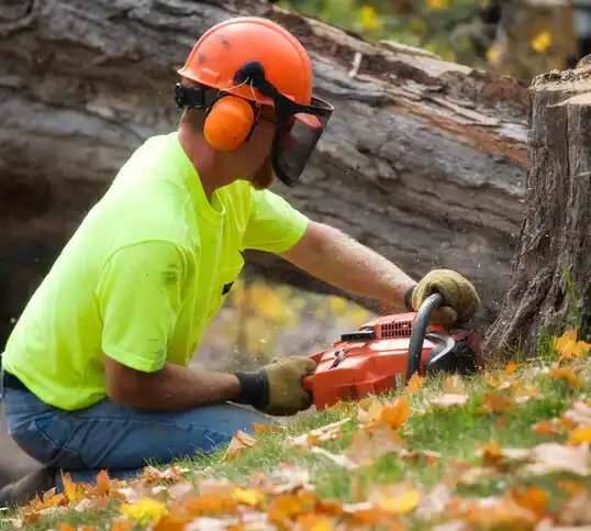 tree services Herricks